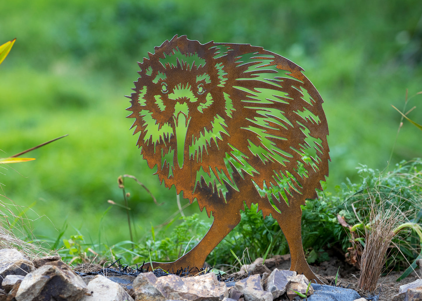 Kiwi